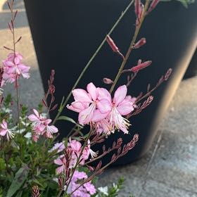 Photo of the plant species Lindheimer's Beeblossom by @FabMikimiki13 named Ulysses S Plant on Greg, the plant care app