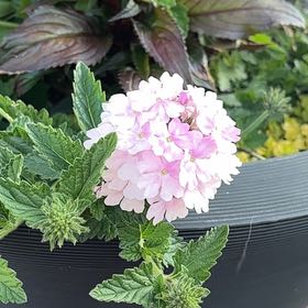 Photo of the plant species Verbena canadensis by @FabMikimiki13 named Doja Cat on Greg, the plant care app