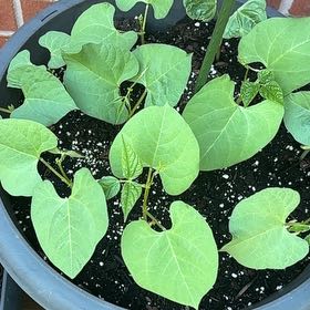 Photo of the plant species Common Bean by @FabMikimiki13 named Rihanna on Greg, the plant care app