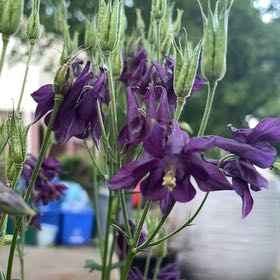 Photo of the plant species Aquilegia Vulgaris by @FabMikimiki13 named Leaf Erickson on Greg, the plant care app