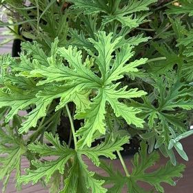 Photo of the plant species Sweet Scented Geranium by @AngelicFreesia9 named Winston on Greg, the plant care app