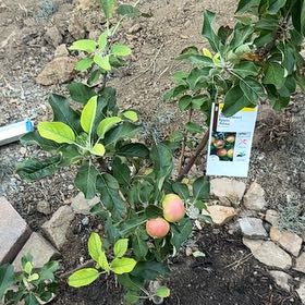Photo of the plant species Apple by @SteadyBeans42 named Planty on Greg, the plant care app