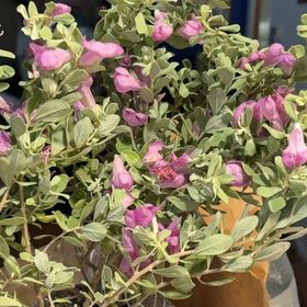 Photo of the plant species Texas Barometer Bush by @TryPossumhaw36 named Winston on Greg, the plant care app