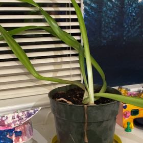 Photo of the plant species Amaryllis by @GladSkunkbush96 named Luke Skywalker on Greg, the plant care app