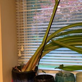 Photo of the plant species Amaryllis by @GladSkunkbush96 named Princess Leia on Greg, the plant care app