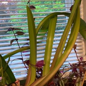 Photo of the plant species Amaryllis by @GladSkunkbush96 named Han Solo on Greg, the plant care app