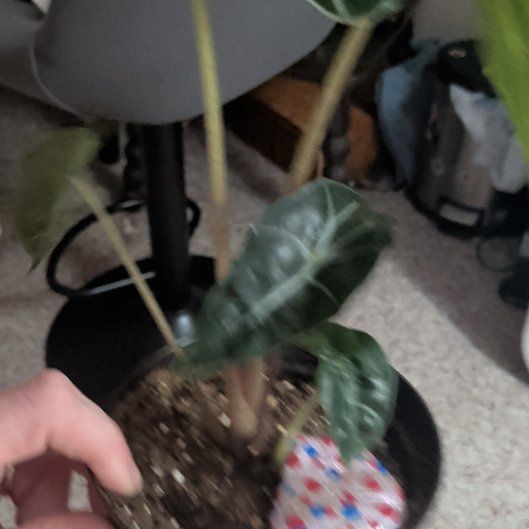 Photo of the plant species Exotic Angel by @RadBorage47 named Sherlock on Greg, the plant care app