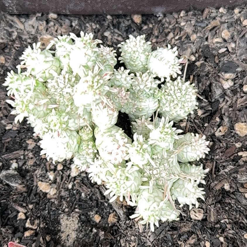 Photo of the plant species Sweet Alyssum by @YesCapeweed68 named Diana on Greg, the plant care app