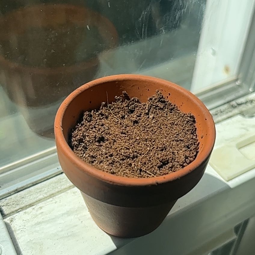 Photo of the plant species Rosa 'Forget Me Not' by @AcePothos37 named Cleopatra on Greg, the plant care app