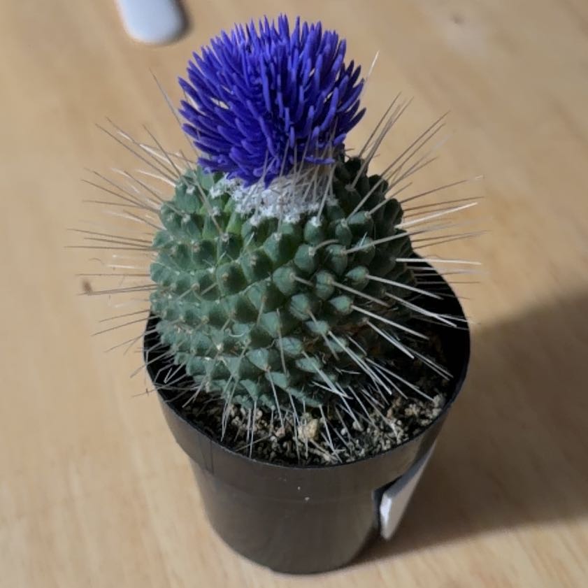 Photo of the plant species Cardoon by @DollMossfern37 named Mia on Greg, the plant care app