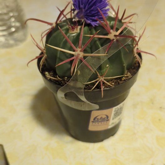 Photo of the plant species Devil's Tongue Barrel Cactus by @ClassicalFern34 named Figyonce on Greg, the plant care app