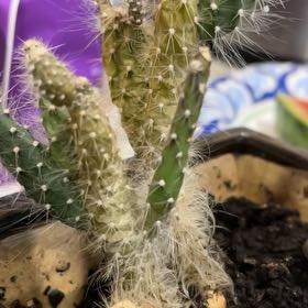 Photo of the plant species Cane Cactus by @ProCorn28 named Oscar on Greg, the plant care app