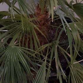 Photo of the plant species European Fan Palm by @ProCorn28 named Fernie Saunders on Greg, the plant care app