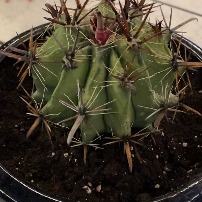 Photo of the plant species Barrel Cactus by @ProCorn28 named Sonora on Greg, the plant care app