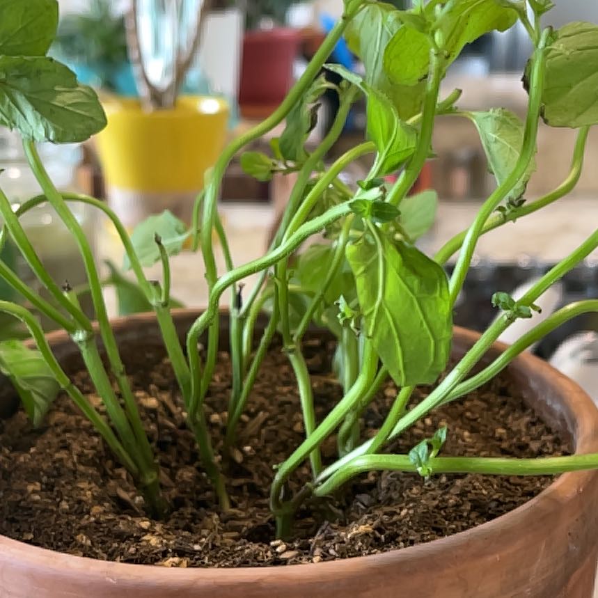 Photo of the plant species Mint by @ProCorn28 named Tree Diddy on Greg, the plant care app