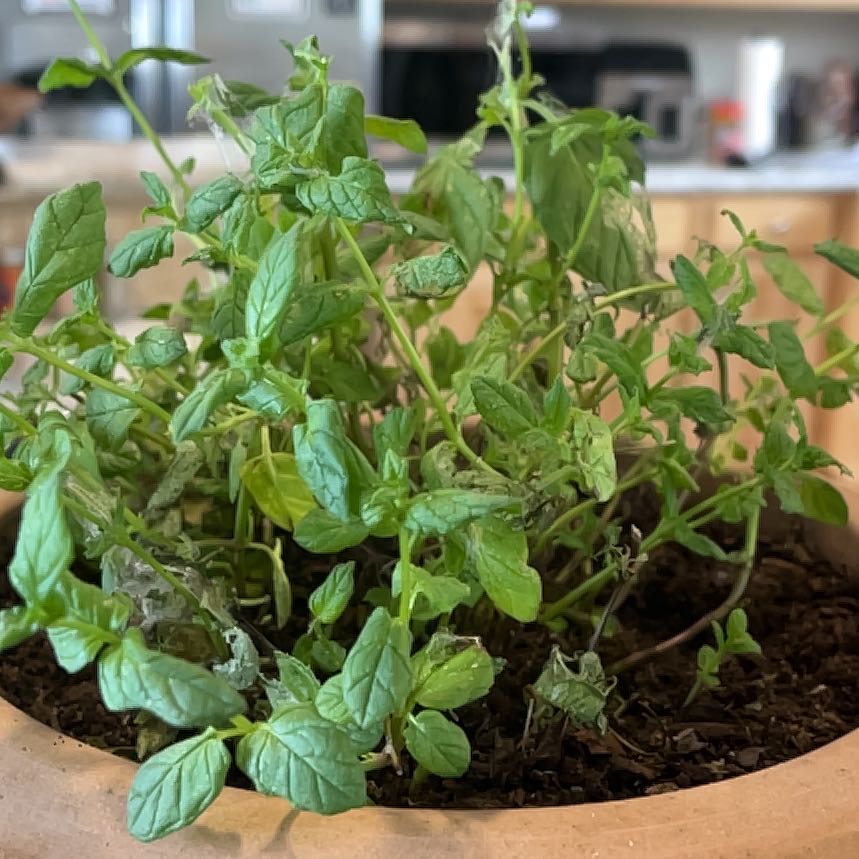 Photo of the plant species Mojito Mint by @ProCorn28 named Dax on Greg, the plant care app