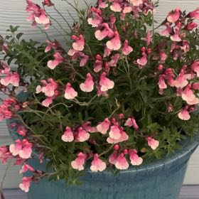 Photo of the plant species Autumn Sage by @ProCorn28 named Huckleberry Fern on Greg, the plant care app