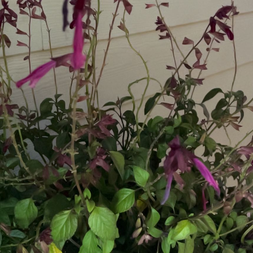 Photo of the plant species Autumn Sage by @ProCorn28 named Shakira on Greg, the plant care app