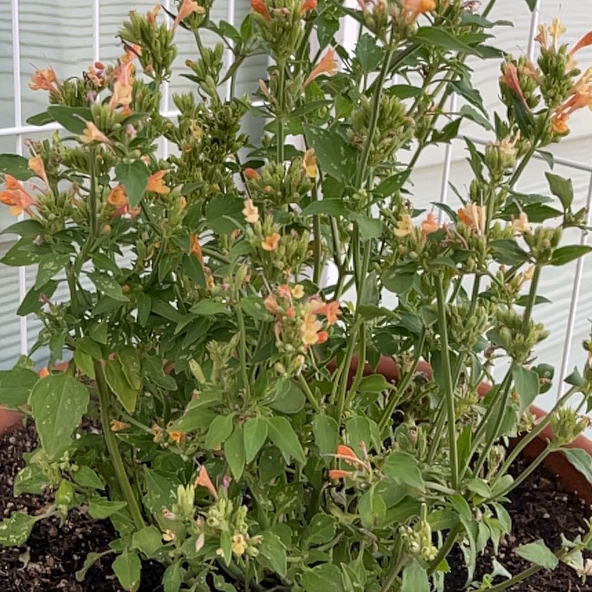 Photo of the plant species Tango Hummingbird Mint by @ProCorn28 named Tango on Greg, the plant care app
