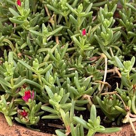 Photo of the plant species Delosperma 'Hot Pink' by @ProCorn28 named Tupot amaroot on Greg, the plant care app