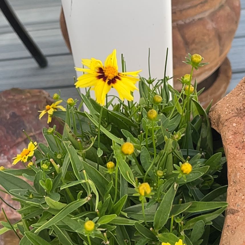 Photo of the plant species Lanceleaf Tickseed by @ProCorn28 named da Vinci on Greg, the plant care app