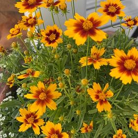 Photo of the plant species Coreopsis 'Big Bang' by @ProCorn28 named Pax on Greg, the plant care app