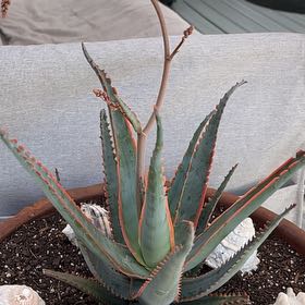 Photo of the plant species Haworthia pentagona by @ProCorn28 named Hawthorne on Greg, the plant care app