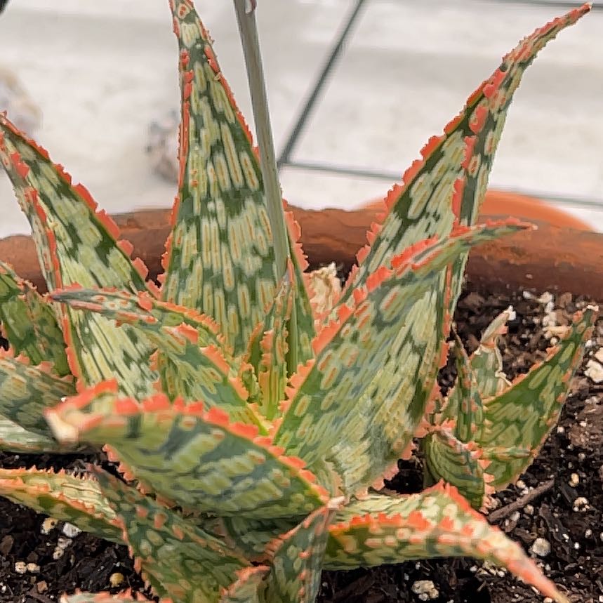 Photo of the plant species Firecracker by @ProCorn28 named Firecracker on Greg, the plant care app
