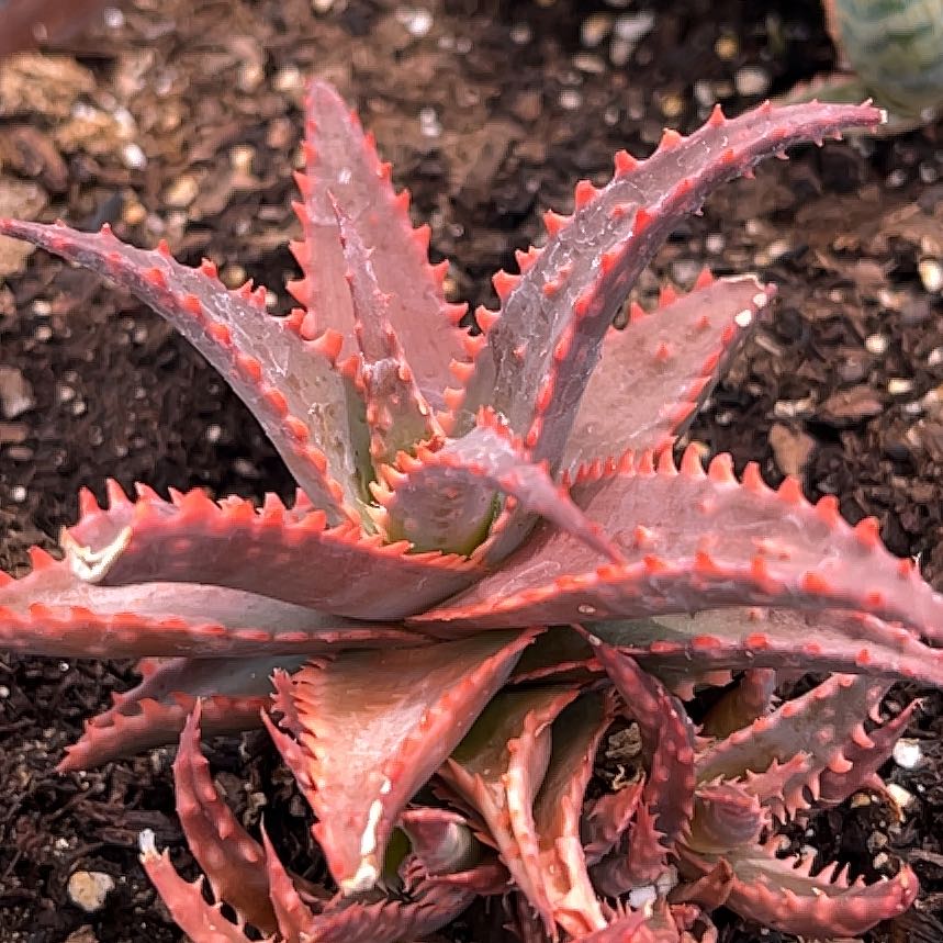 Photo of the plant species Aloe 'Christmas Sleigh' by @ProCorn28 named Clause on Greg, the plant care app