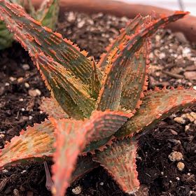 Photo of the plant species Aloe Oik by @ProCorn28 named Oik on Greg, the plant care app