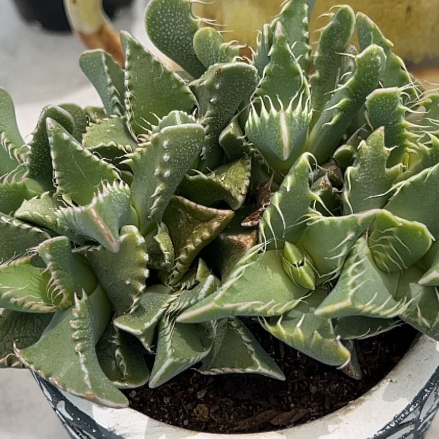 Photo of the plant species Pebbled Tiger Jaws by @ProCorn28 named Tigger on Greg, the plant care app