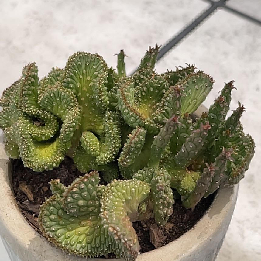 Photo of the plant species Medusa's Head by @ProCorn28 named Medusa on Greg, the plant care app