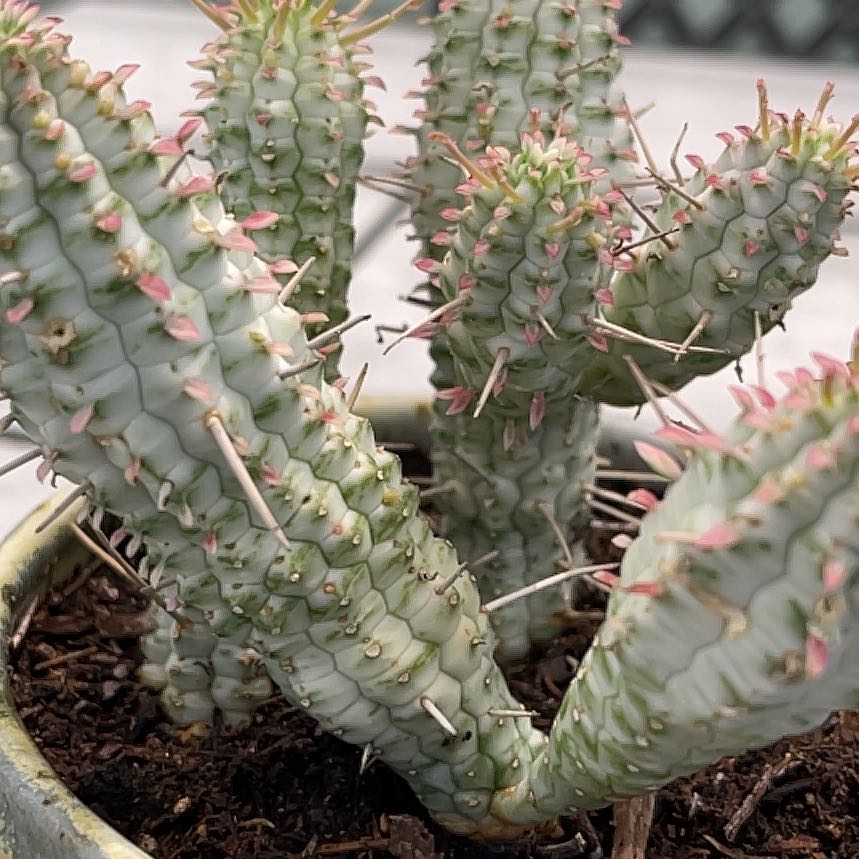 Photo of the plant species Variegated Corncob Cactus by @ProCorn28 named Bella on Greg, the plant care app