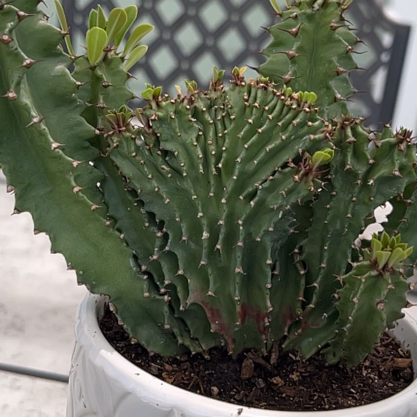 Photo of the plant species Crested African Candelabra by @ProCorn28 named Mayla on Greg, the plant care app