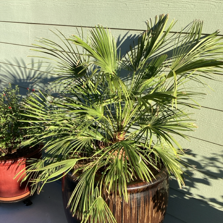 Photo of the plant species Chamaerops Humilis by @ProCorn28 named Fernie Saunders on Greg, the plant care app
