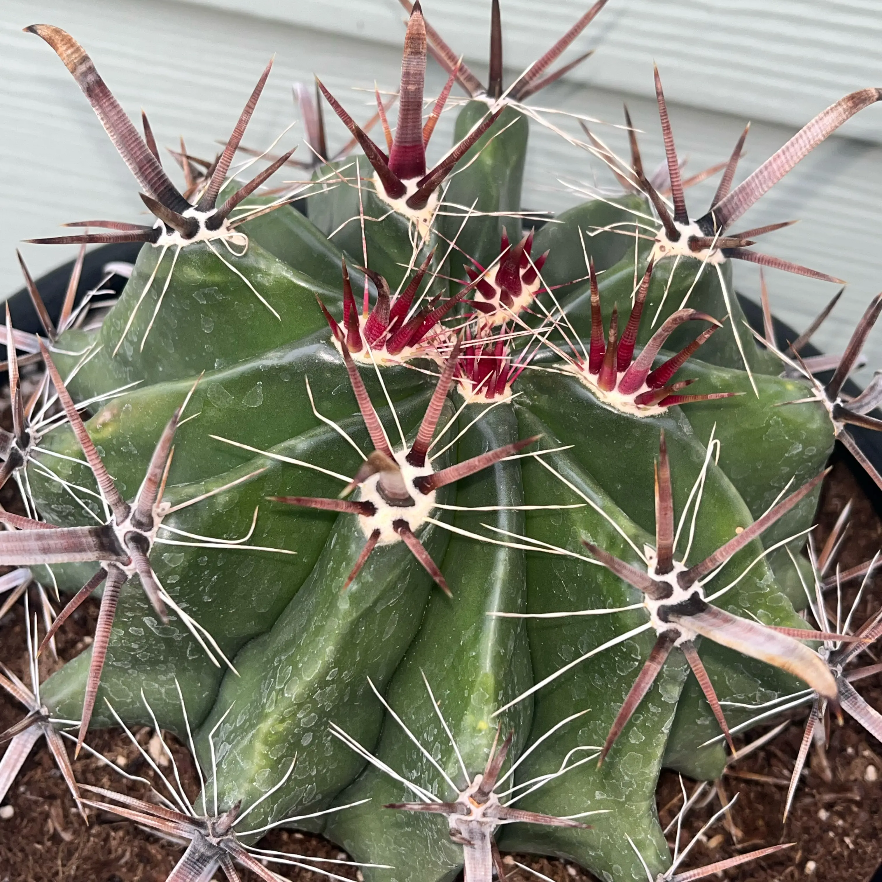 Photo of the plant species Barrel Cactus by @ProCorn28 named Sonora on Greg, the plant care app