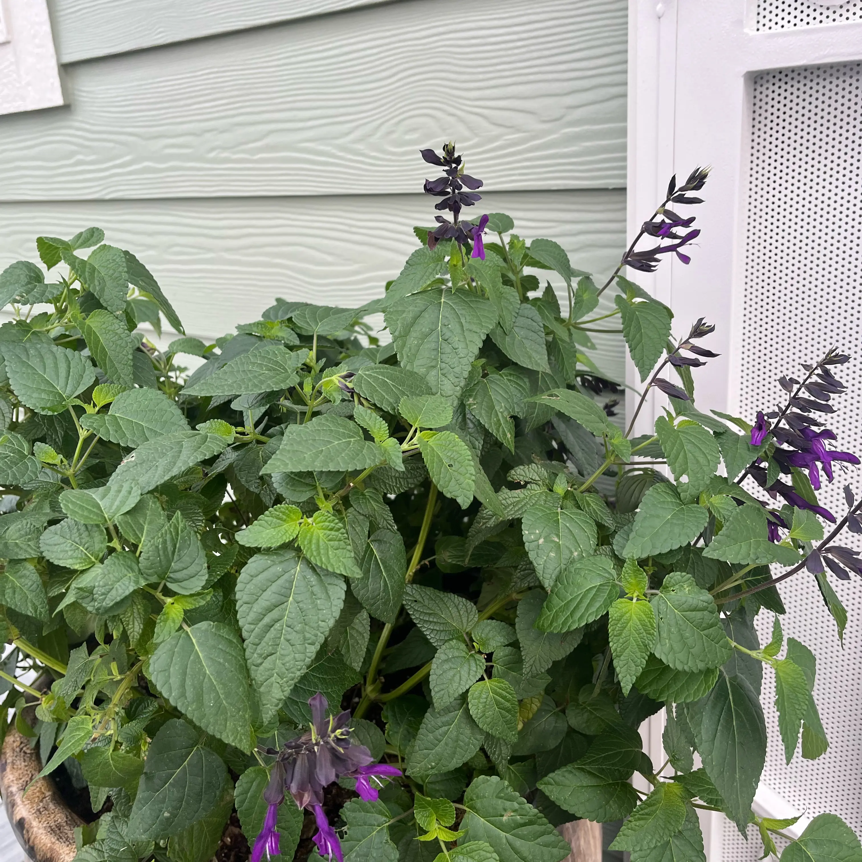 Photo of the plant species Anise-Scented Sage by @ProCorn28 named Licorice on Greg, the plant care app