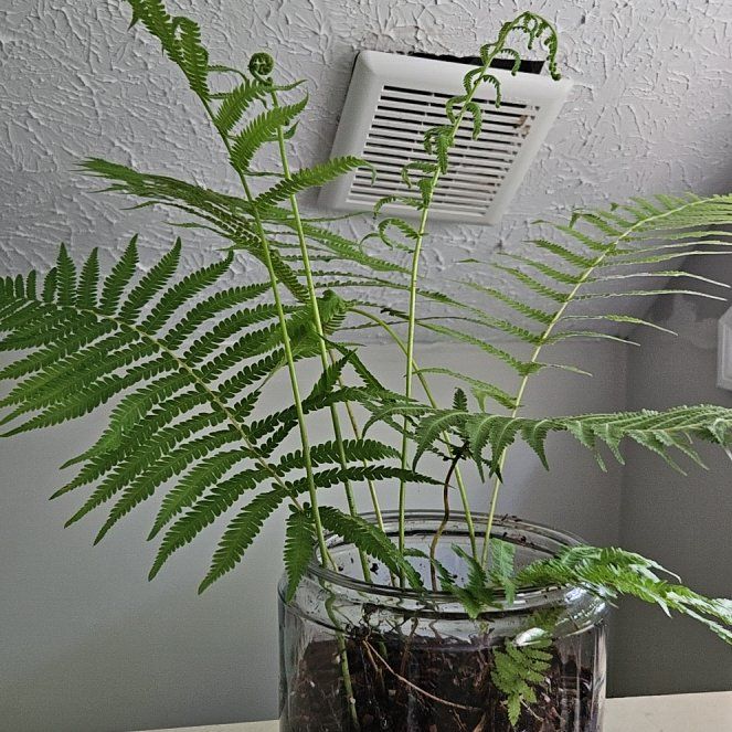 Photo of the plant species Thelypteris Kunthii by @SweetCorkoak26 named Sage on Greg, the plant care app