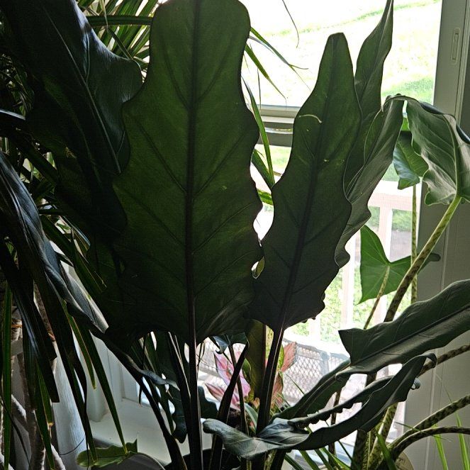 Photo of the plant species Purple Sword by @SweetCorkoak26 named Harper on Greg, the plant care app
