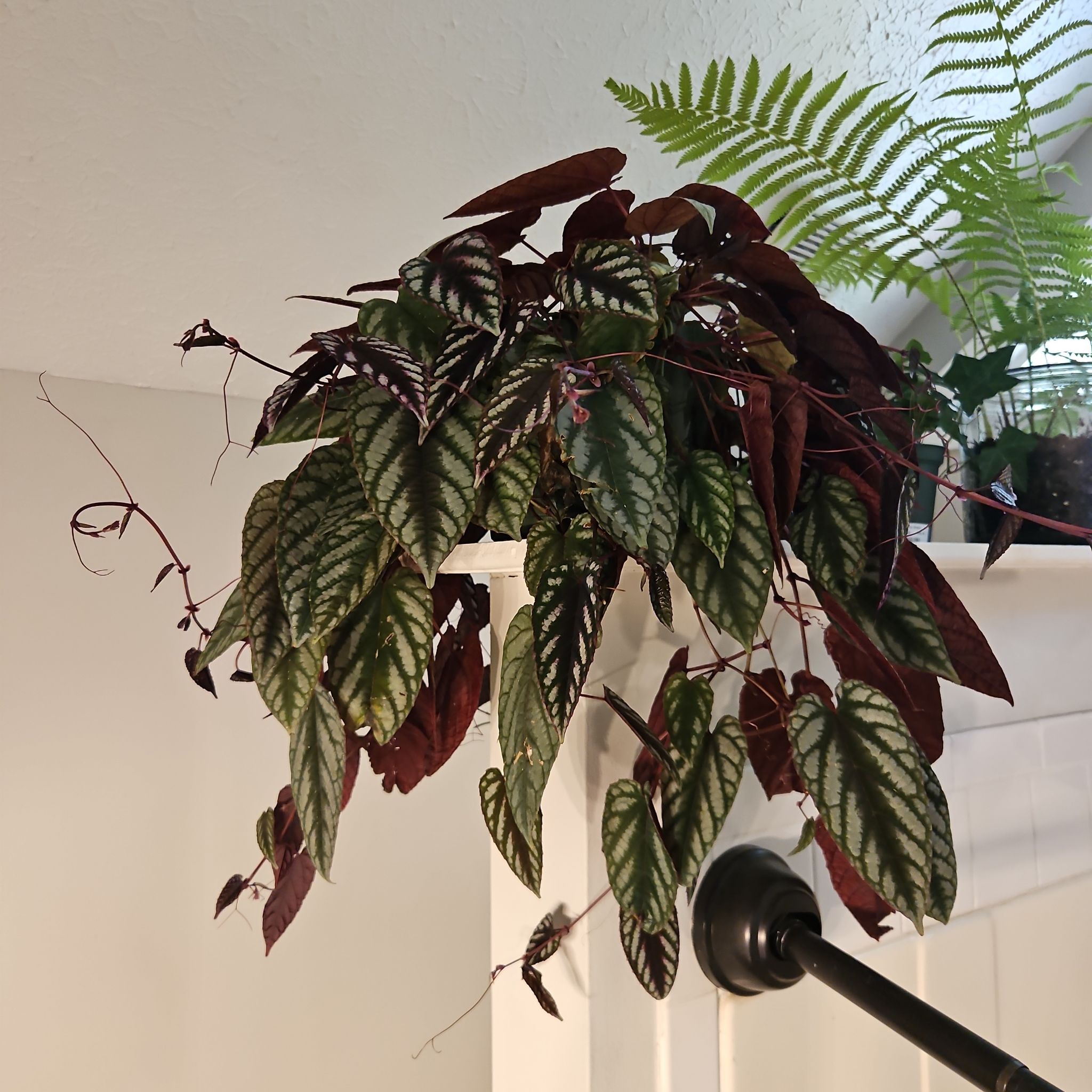 Photo of the plant species Rex Begonia Vine by @SweetCorkoak26 named Figyonce on Greg, the plant care app