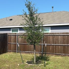 Photo of the plant species Siberian Elm by @YernSnowdrop88 named Gaga on Greg, the plant care app