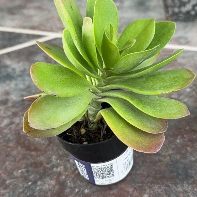 Photo of the plant species Kalanchoe 'Little Dragon' by @Succulentsma named Mini drago on Greg, the plant care app