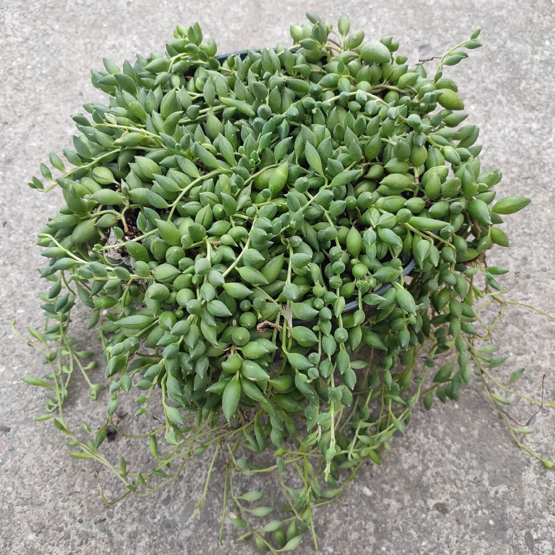 Photo of the plant species String of Raindrops by @HipRyebrome89 named Athena on Greg, the plant care app