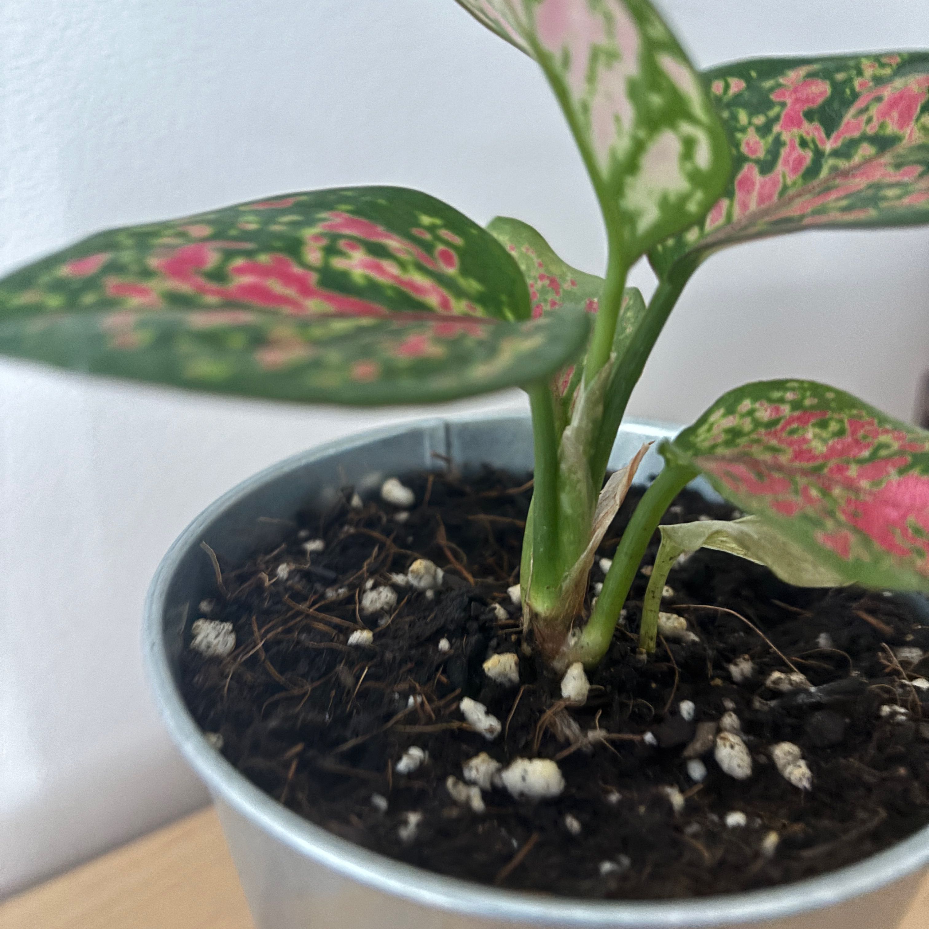 Photo of the plant species Aglaonema 'Spotted Star' by @BounteousNeem24 named Pax on Greg, the plant care app
