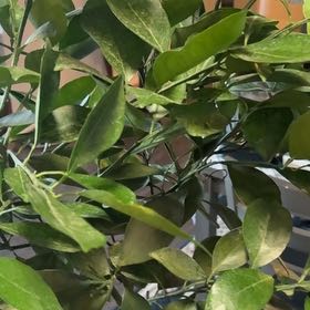 Photo of the plant species Red Navel by @BaNdiTOplays named Captain Plant-it on Greg, the plant care app