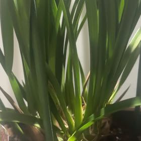 Photo of the plant species Yellow-Flowered Cymbidium by @WholesomeFern3 named Achilles on Greg, the plant care app