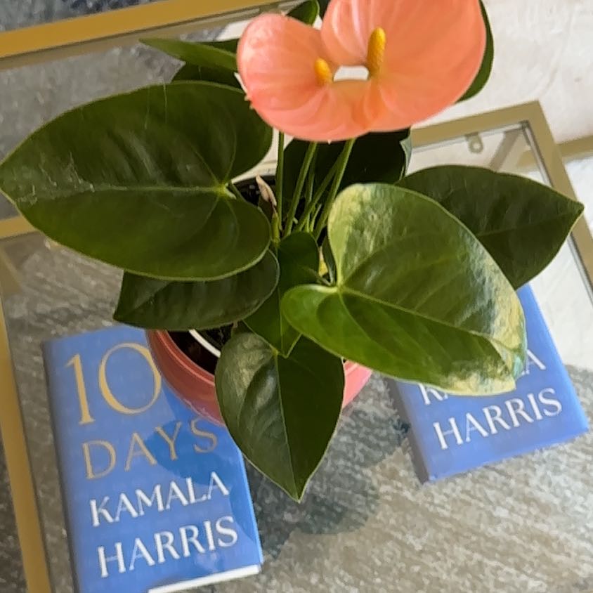 Photo of the plant species Anthurium cirano by @PetRhubarb55 named Queen on Greg, the plant care app