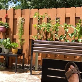 Photo of the plant species Bodhi Tree by @VastCorkelm68 named Bodhi on Greg, the plant care app