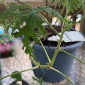 Photo of the plant species Citronella (anti-mosquito plant) by @WittyTauhinu12 named Willow on Greg, the plant care app