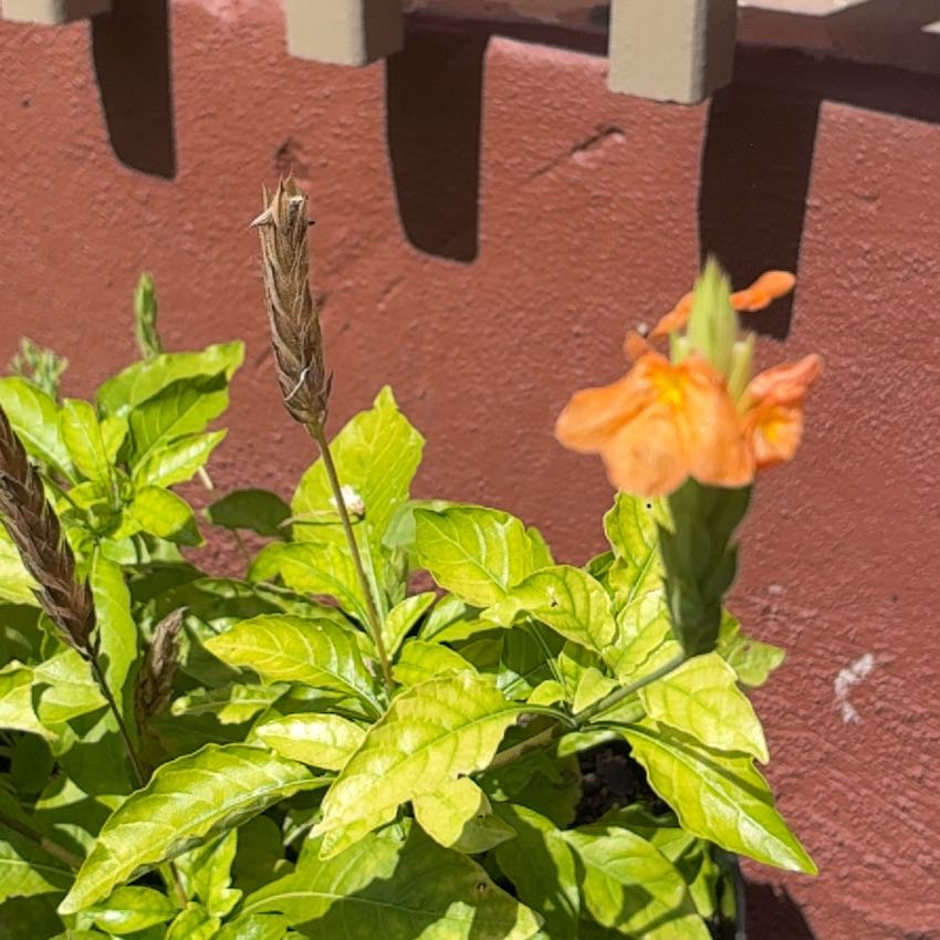 Photo of the plant species Firecracker Flower by @TheNextCameron named Sproutacus on Greg, the plant care app